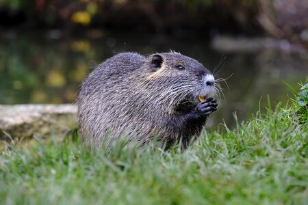 Ondatra zibethicus rodent mammal
