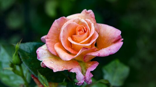 Rose blooms orange fragrance photo