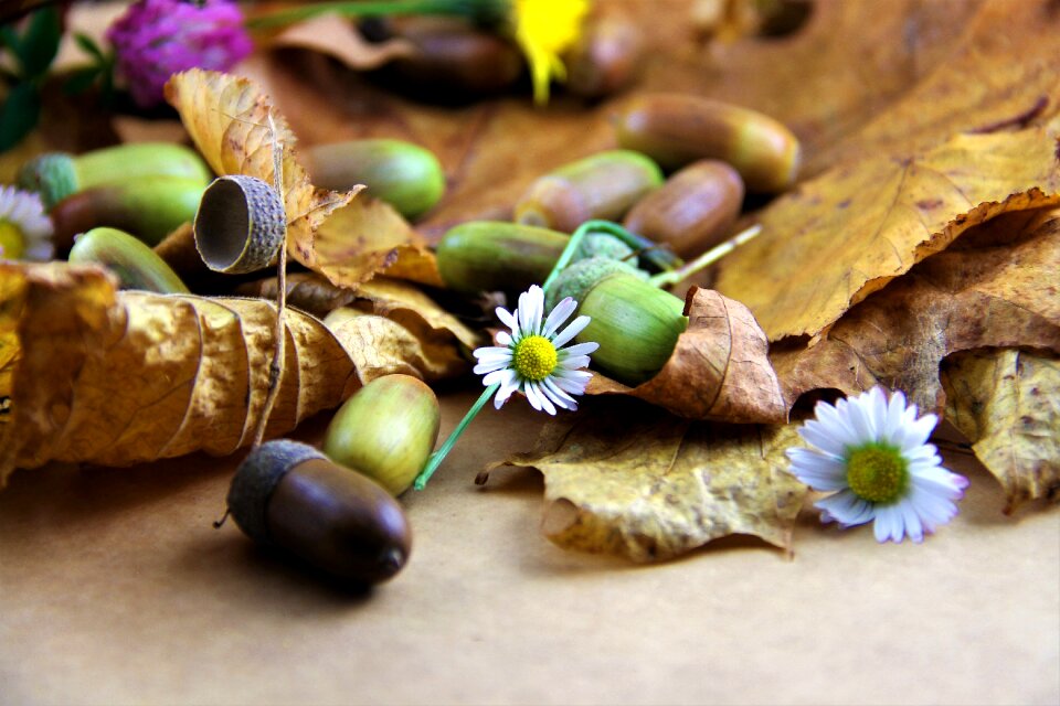 Dried leaves flowers daisy