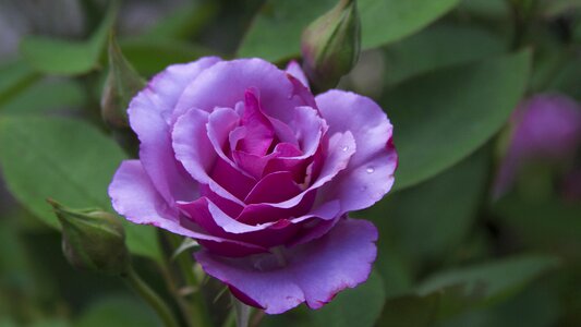 Fragrance blossom bloom