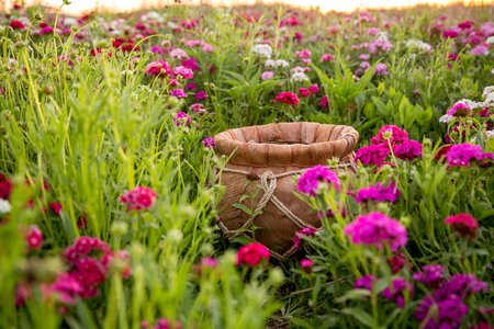 Flower field bucket baby