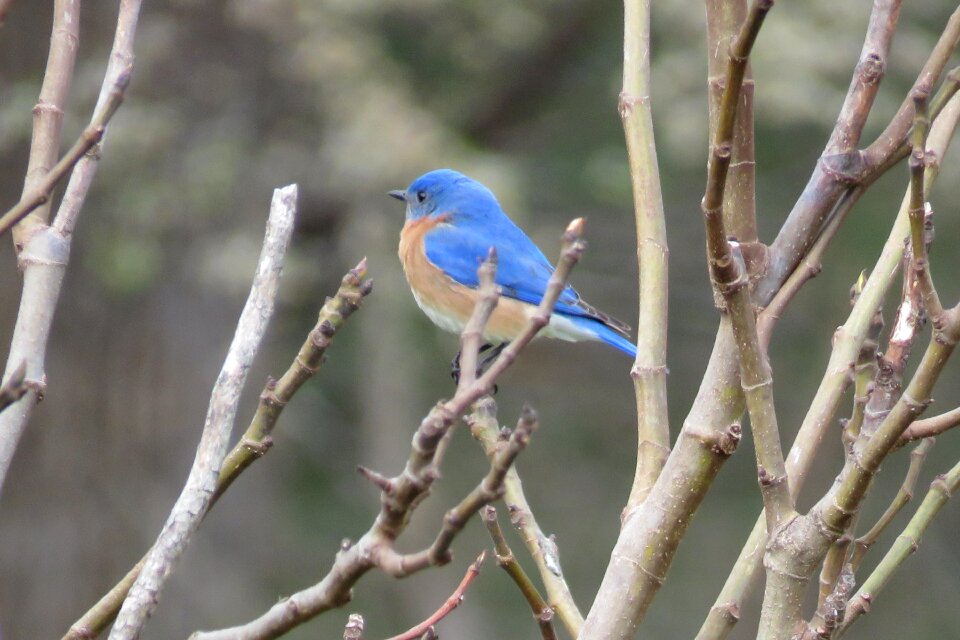 Wildlife songbird eastern photo