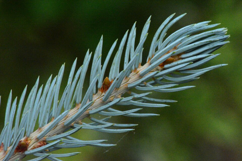 Macro detail green