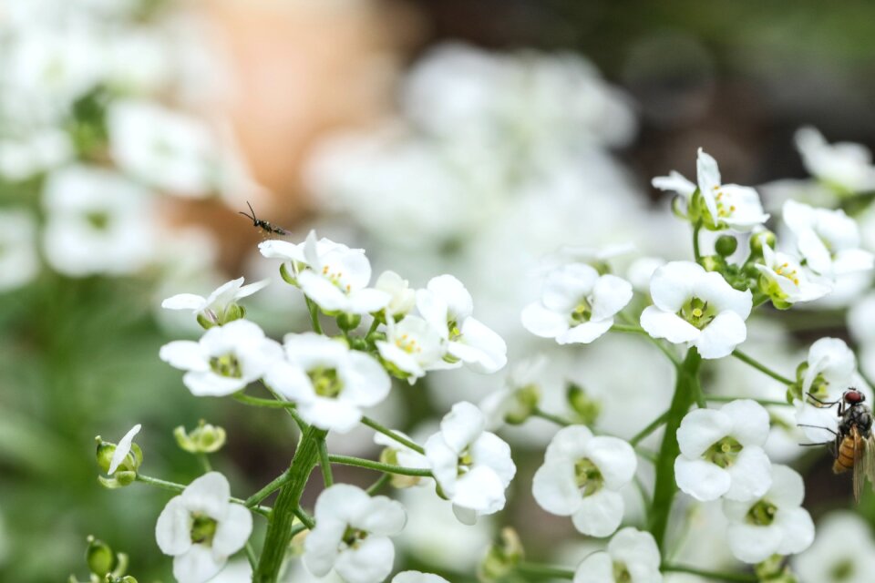 White flower garden flower