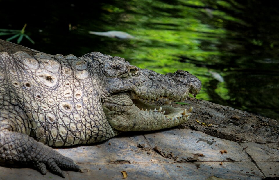 Reptile water nature