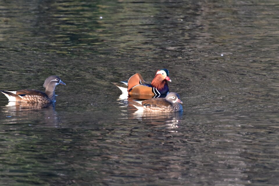 River bird mandarin