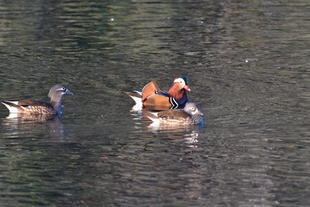 River bird mandarin photo