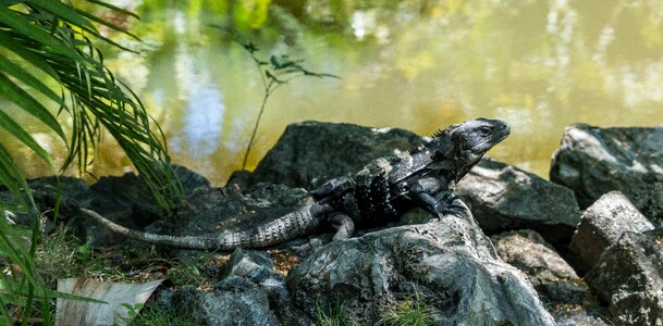 Reptile outdoors wildlife photo