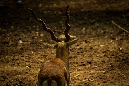 Horn wild wildlife