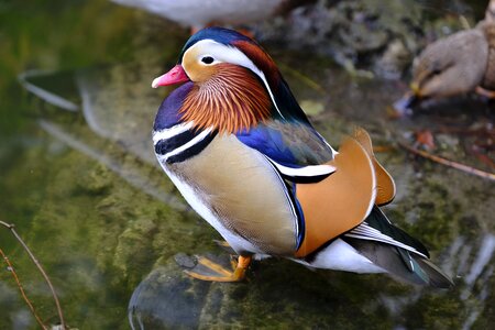 Asia bird water bird