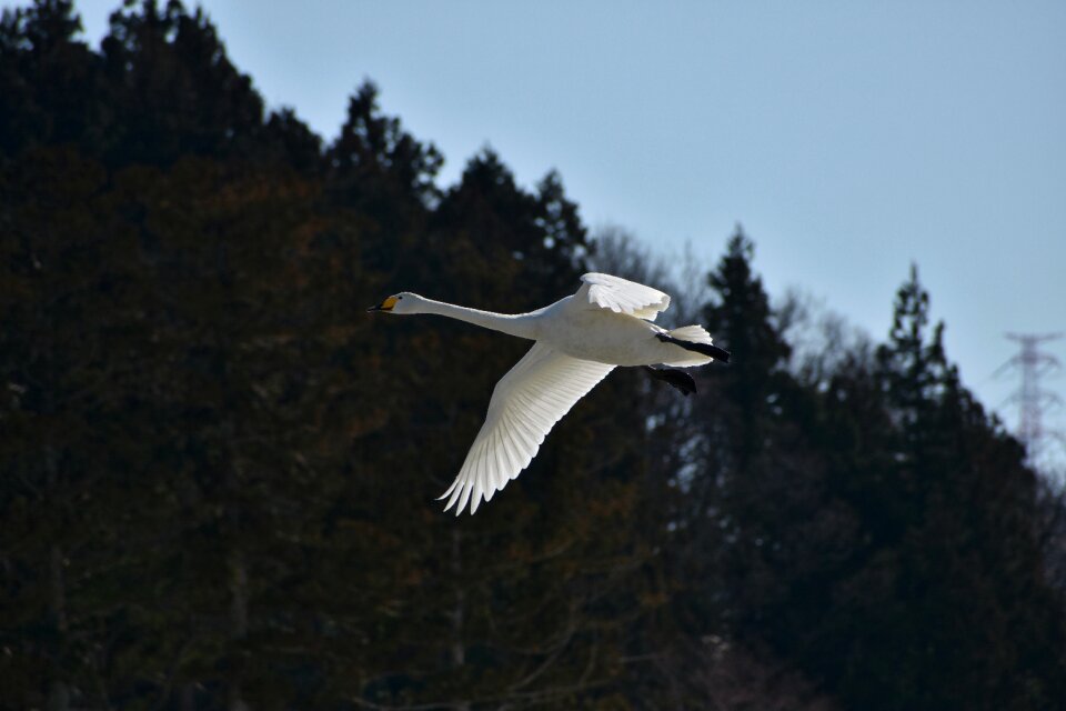 Bird wild birds waterfowl