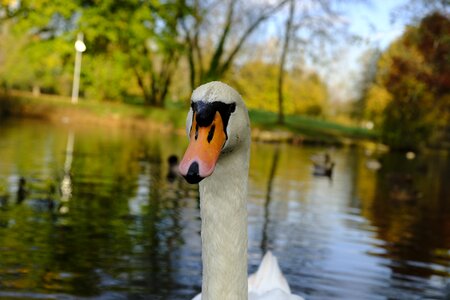 Animal water lake
