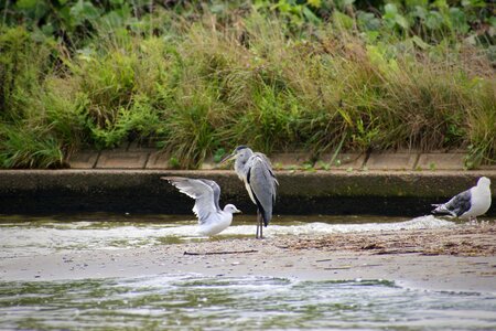 Wild birds heron gray heron