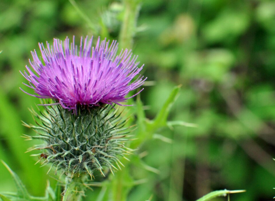 Close up green purple