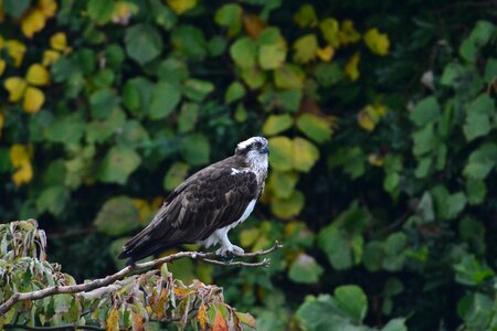 Wild animals animal raptor photo