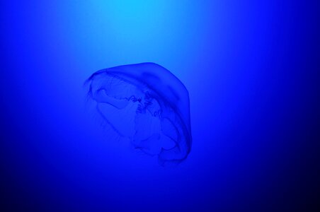 Jelly fish blue water photo