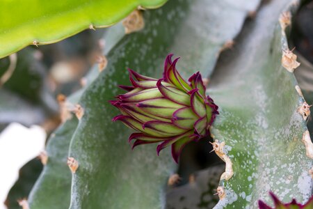 Dragon fruit cactus thorns