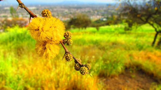 Yellow nature pollen