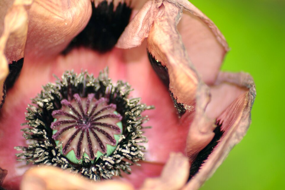 Close up flower pink