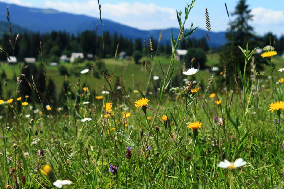 Mountains horizon summer