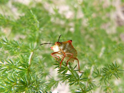 Plant plague insect