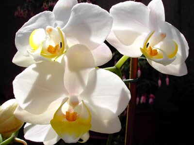 Orchids white flower nature