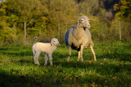 Baby reborn pasture photo