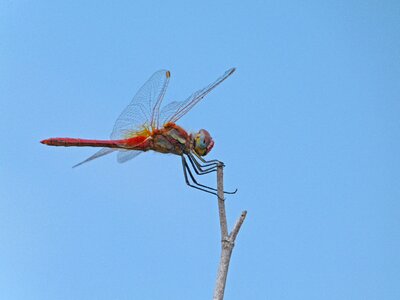 Branch sympetrum sinaiticum sky