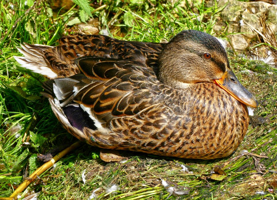Female duck bird bird