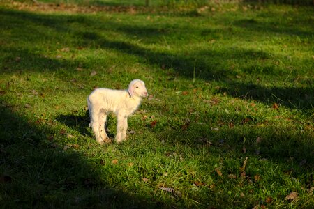Baby reborn pasture
