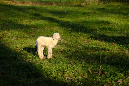 Baby reborn pasture photo