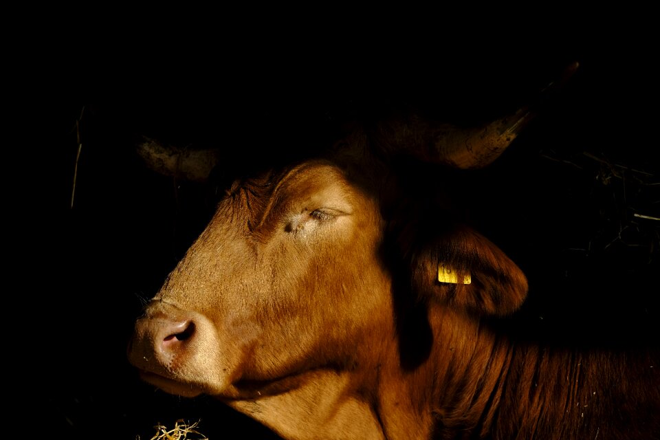 Mammal ruminant livestock