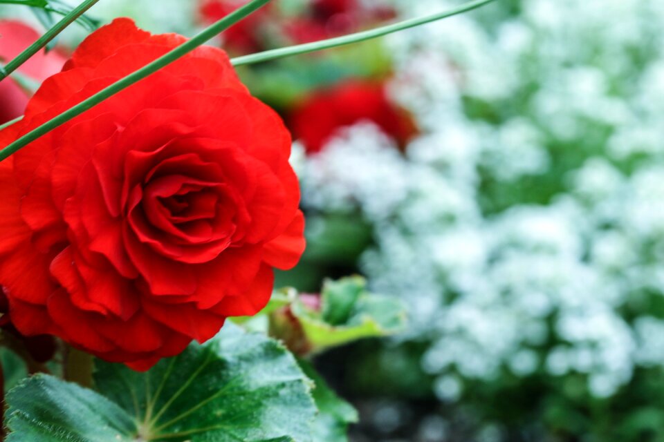 White flower garden flower