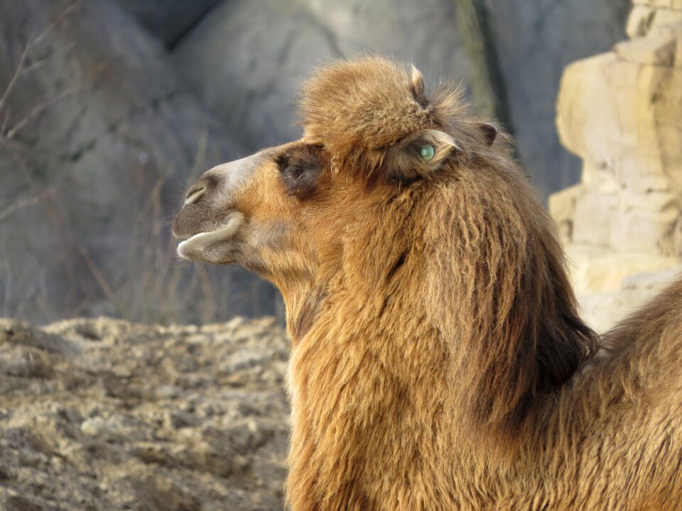 Animals zoo head