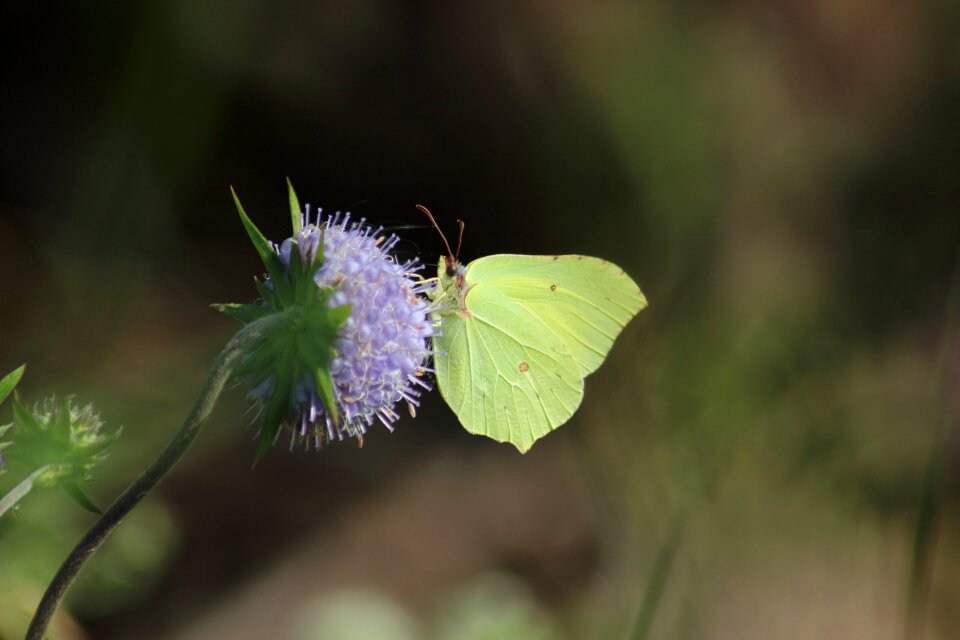 Outdoors wing flower photo