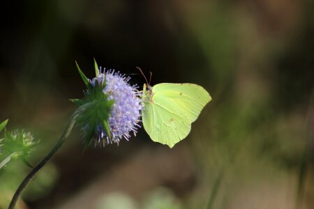 Outdoors wing flower