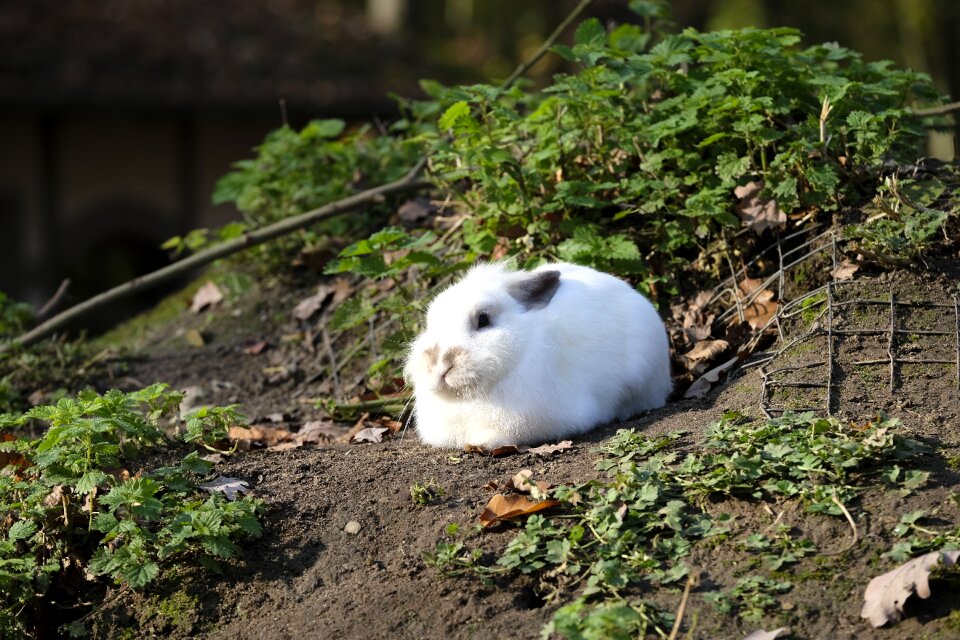 Mammal easter nature