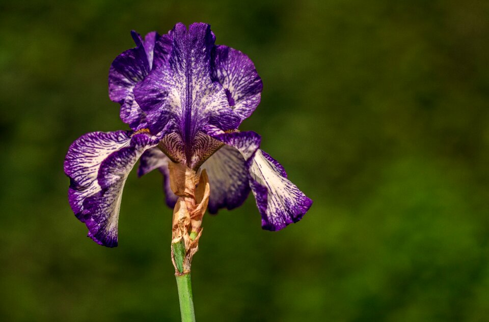 Garden spring season nature