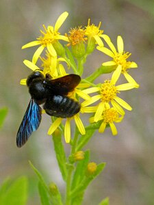 Xylocopa violacea bumblebee flower