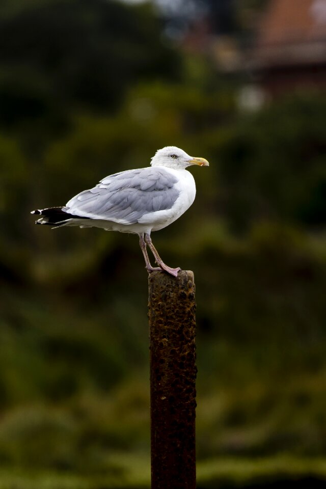 Rusty bird nature