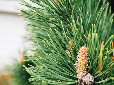Green trees pine photo