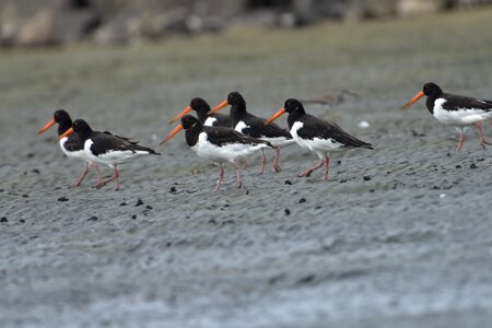 Outdoors brand oystercatcher