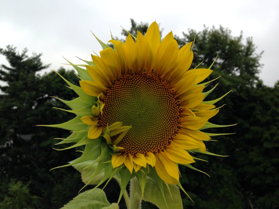 Sunflower shy visit