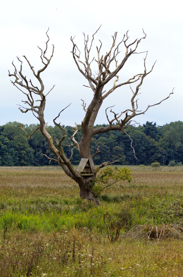 Landscape countryside owl nesting box