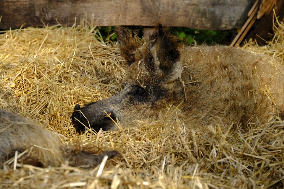 Mangalitza manga liza sheep pig