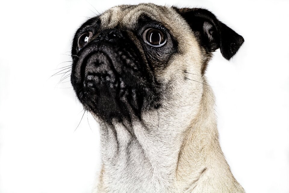 Portrait animals character