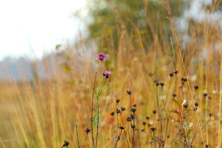 Nature grasses autumn