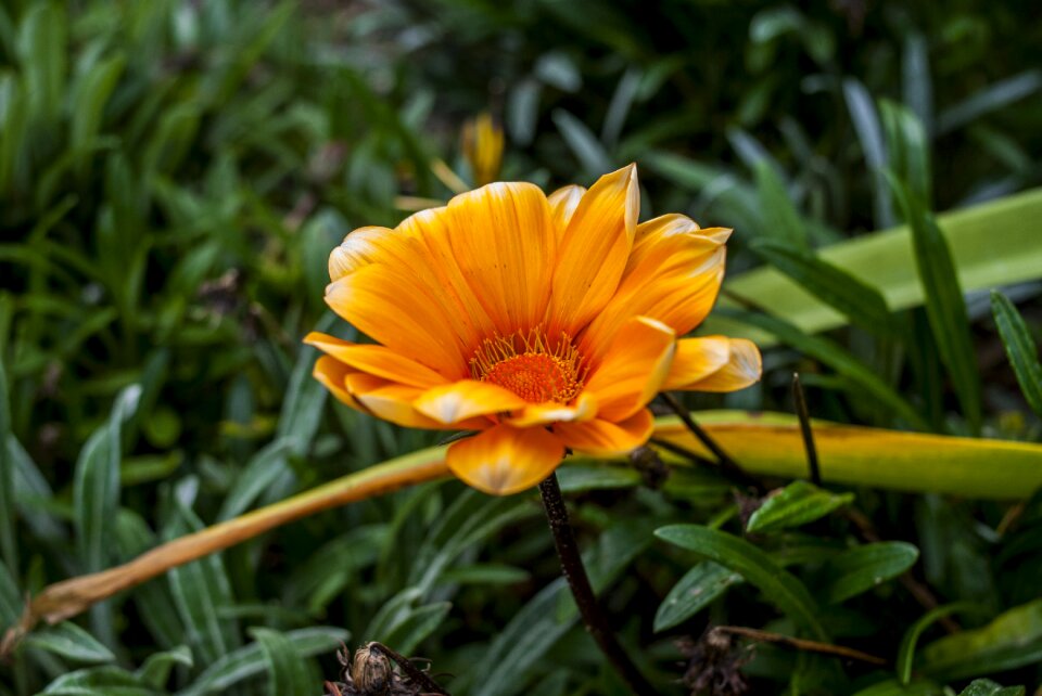 Garden flower nice