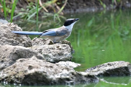 Waters animal pond