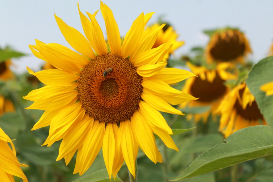 Summer sunny yellow